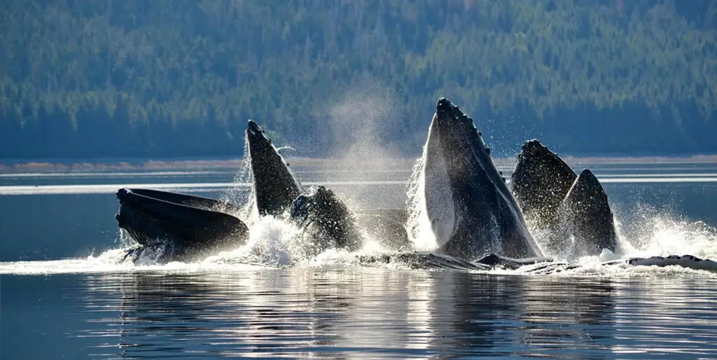 Humpback whale breaching during a private wildlife tour in Sitka, Alaska with Bear Paw Charters.