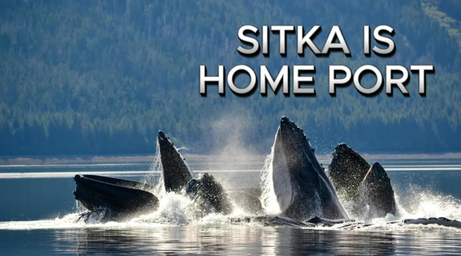 The luxury yacht Bear Paw a journey of discovery and natural wilderness expeditions